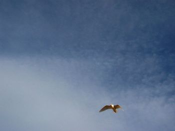 Low angle view of bird flying in sky