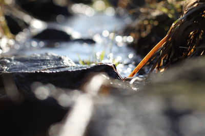 Close-up of water drops on rock