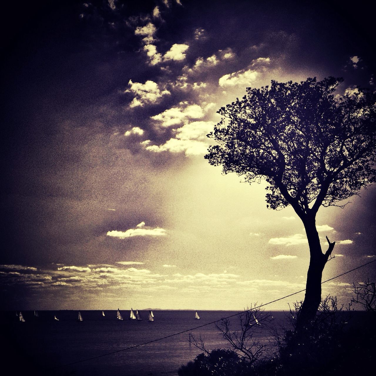 tree, sky, silhouette, tranquility, tranquil scene, scenics, water, beauty in nature, sea, nature, cloud - sky, horizon over water, branch, beach, idyllic, sunset, cloudy, cloud, dusk, shore