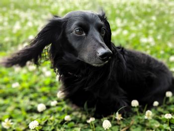 Black dog relaxing on field