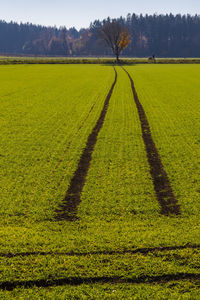 Scenic view of agricultural field