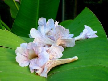 Close-up of purple flowering plant leaves