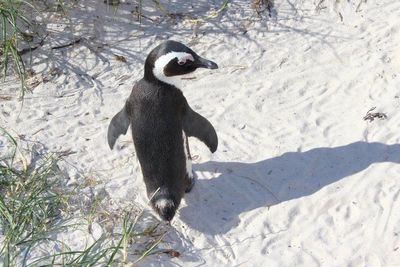 High angle view of dog on sand