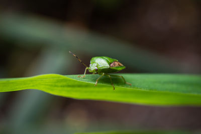 Close-up of insect on leaf