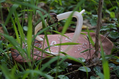 Close-up of bird on grass