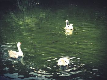 Swans swimming in lake