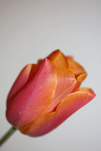 Close-up of red rose against white background