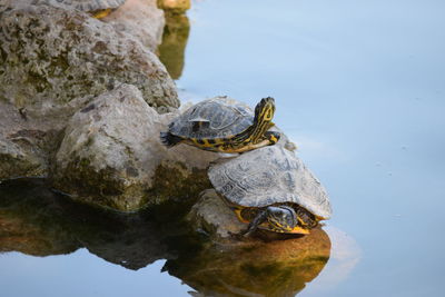 Close-up of turtle in water