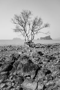 Bare tree on rock against sky