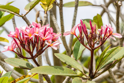 Close-up of pink flowering plant