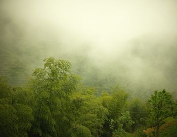 Scenic view of trees against sky