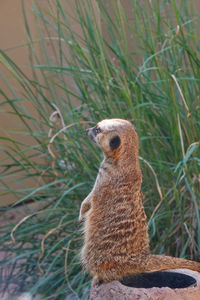 Close-up of lizard on rock