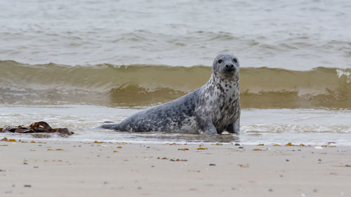 View of lion on beach