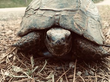 Close-up of turtle on field