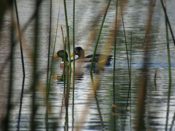 Close-up of duck swimming in lake