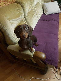 Portrait of puppy sitting on sofa at home