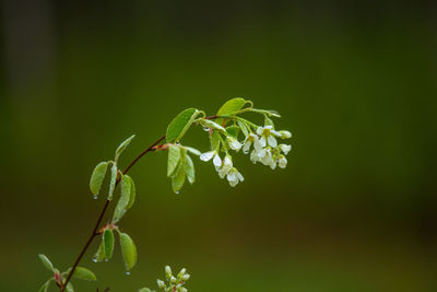 Beautiful white bird cherry flowers blossoming in the wild bush in spring.