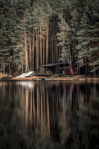 Reflection of trees in lake