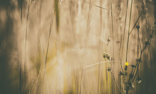 Close-up of stalks in field