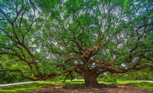 Trees in forest