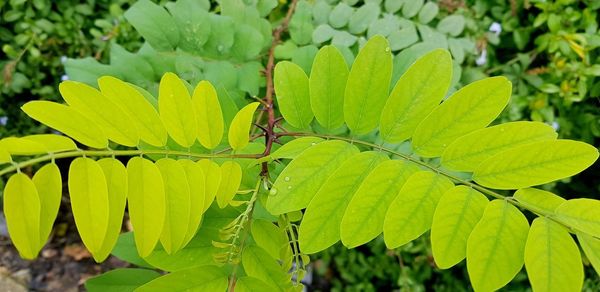 Close-up of yellow flowering plant leaves