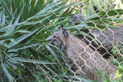 View of an animal on grass