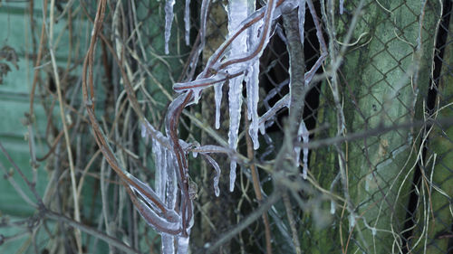 Close-up of snow on grass