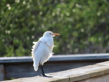 Close-up of bird perching on roof