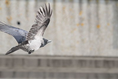 Close-up of eagle flying against blurred background