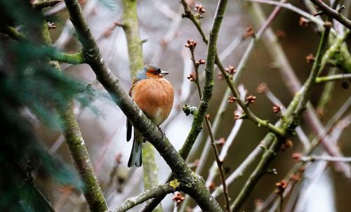 Close-up of bird perching on branch