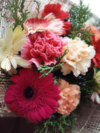 Close-up of pink dahlia flowers