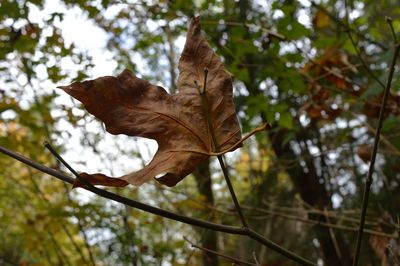 Low angle view of maple leaf on branch