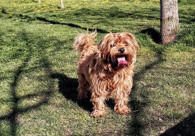 Portrait of dog on field