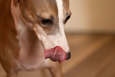Italian greyhound licking his mouth at the sight of food, closeup