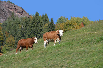 Cows grazing in a field