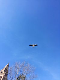 Low angle view of bird flying in sky