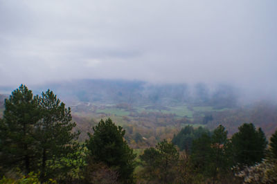 Scenic view of forest against sky