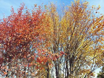 Low angle view of trees against blue sky