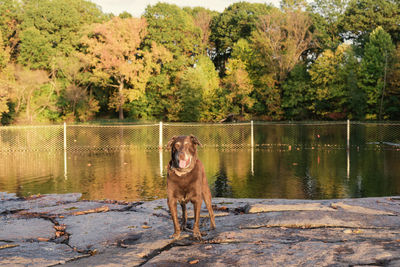 Dog standing on rock at lakeshore against trees