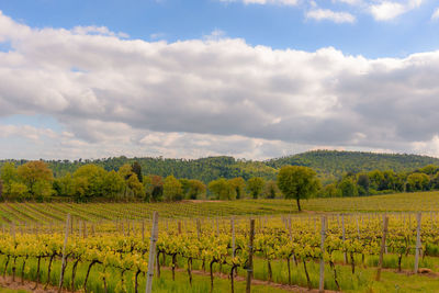 Scenic view of vineyard against sky