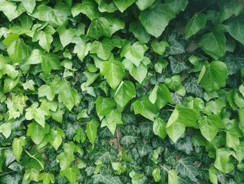 Full frame shot of plants