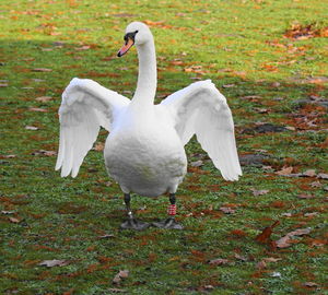 White swan in a field