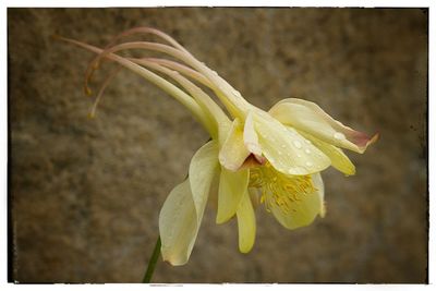 Close-up of yellow day lily