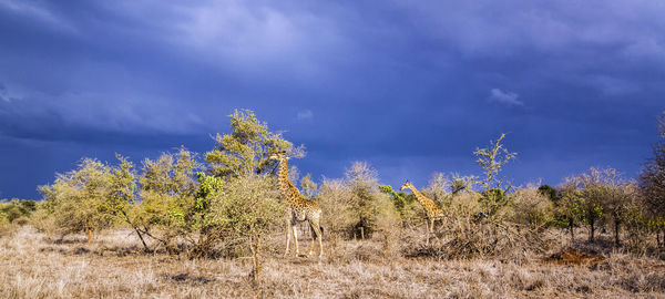 Plants growing on land against sky