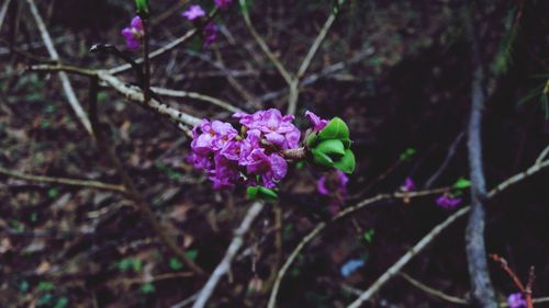 Close-up of pink flowers