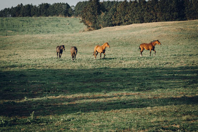 Horses in a field