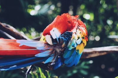 Close-up side view of bird against blurred background