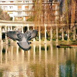 View of statue in pond