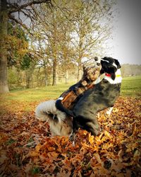 Close-up of dog on field during autumn