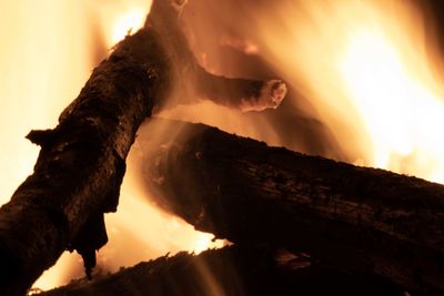Close-up of bonfire on wooden log